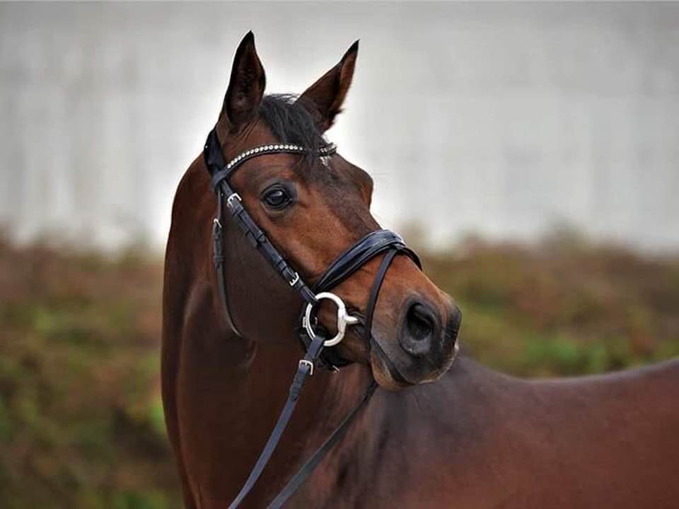 3jhriger Trakehner Hengst Karakallis v. High Motion  - Foto: Rost - Trakehner Gestt Hmelschenburg