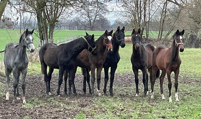 28.12.21 bei den Absetzern in Hmelschenburg 2021  - Foto: D. Laven - Trakehner Gestt Hmelschenburg