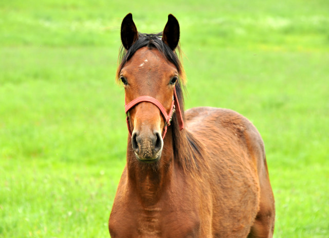 Klassic Touch als Jhrling in Hmelschenburg - Foto Beate Langels