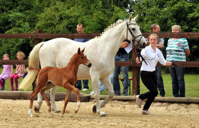 Trakehner Stutfohlen von Elfado u.d. Auryn  v. Bazarr - Foto Beate Langels