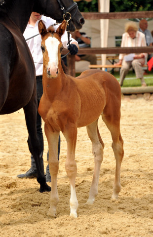 Trakehner Stutfohlen  von Saint Cyr u.d. Pr.u.StPrSt. Grace Note v. Alter Fritz - copyright Beate Langels, Trakehner 
Gestt Hmelschenburg