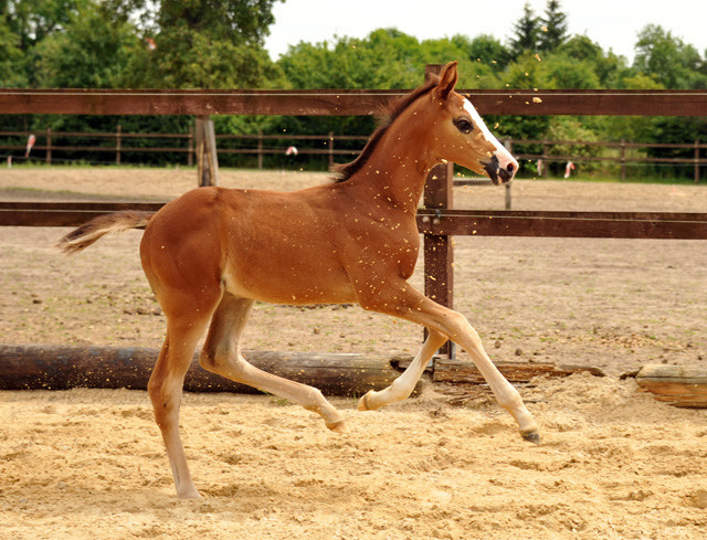 Trakehner Stutfohlen  von Saint Cyr u.d. Pr.u.StPrSt. Grace Note v. Alter Fritz - copyright Beate Langels, Trakehner 
Gestt Hmelschenburg