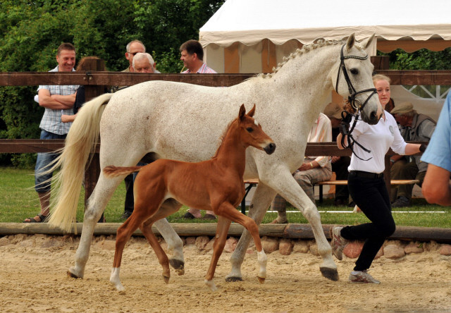 Trakehner Stutfohlen von Elfado u.d. Auryn  v. Bazarr - Foto Beate Langels