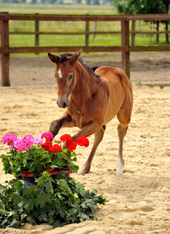 Trakehner Stutfohlen von Exclusiv u.d. Teatime v. Summertime - Foto: Beate Langels - Trakehner Gestt Hmelschenburg