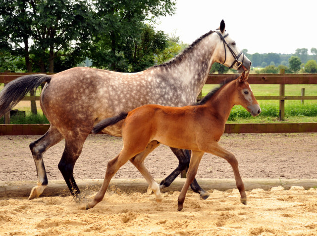 Trakehner Stutfohlen von Exclusiv u.d. Teatime v. Summertime - Foto: Beate Langels - Trakehner Gestt Hmelschenburg