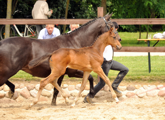 Trakehner Stutfohlen von Herbstknig u.d. Sacre Elysee v. Exclusiv - copyright Beate Langels, Trakehner 
Gestt Hmelschenburg