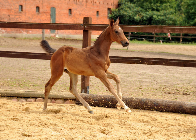 Trakehner Stutfohlen von Herbstknig u.d. Sacre Elysee v. Exclusiv - copyright Beate Langels, Trakehner 
Gestt Hmelschenburg