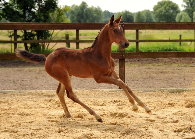 Trakehner Stutfohlen von Herbstknig u.d. Sacre Elysee v. Exclusiv - copyright Beate Langels, Trakehner 
Gestt Hmelschenburg