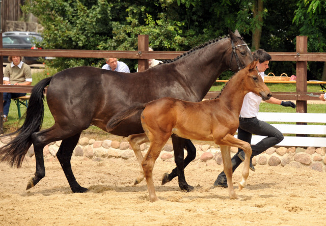 Trakehner Stutfohlen von Herbstknig u.d. Sacre Elysee v. Exclusiv - copyright Beate Langels, Trakehner 
Gestt Hmelschenburg