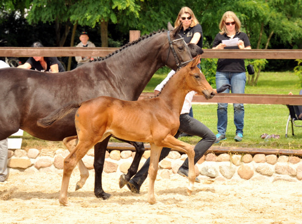 Trakehner Stutfohlen von Herbstknig u.d. Sacre Elysee v. Exclusiv - copyright Beate Langels, Trakehner 
Gestt Hmelschenburg