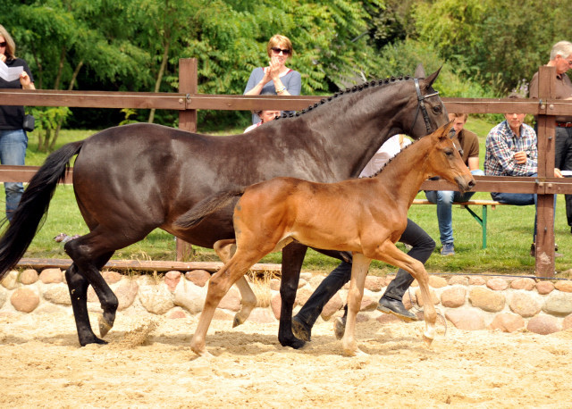 Trakehner Stutfohlen von Herbstknig u.d. Sacre Elysee v. Exclusiv - copyright Beate Langels, Trakehner 
Gestt Hmelschenburg