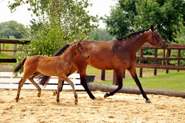 Trakehner Stutfohlen von Saint Cyr - Le Rouge, Foto: Schwarz