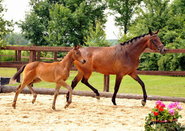 Trakehner Stutfohlen von Saint Cyr - Le Rouge, Foto: Schwarz