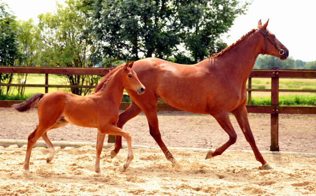 Trakehner Stutfohlen von Freudenfest - Heleris