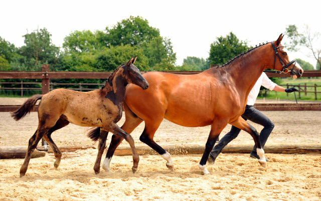 Hengstfohlen von Hofrat u.d. Gracia Patricia v. Alter Fritz u.d. Elitestute Gloriette v. Kostolany - Foto: Beate Langels - Gestt Hmelschenburg