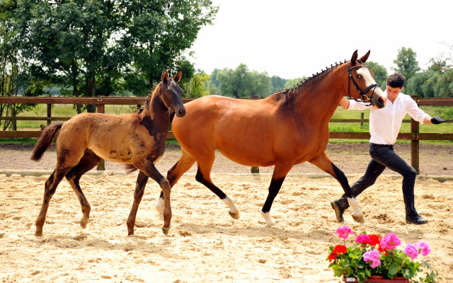Hengstfohlen von Hofrat u.d. Gracia Patricia v. Alter Fritz u.d. Elitestute Gloriette v. Kostolany - Foto: Beate Langels - Gestt Hmelschenburg