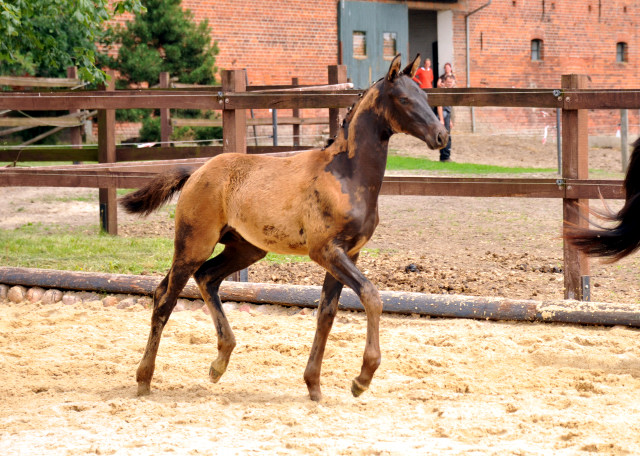 Hengstfohlen von Hofrat u.d. Gracia Patricia v. Alter Fritz u.d. Elitestute Gloriette v. Kostolany - Foto: Beate Langels - Gestt Hmelschenburg