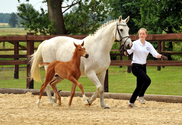 Trakehner Stutfohlen von Elfado u.d. Auryn  v. Bazarr - Foto Beate Langels