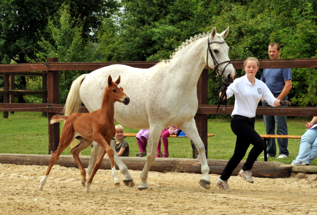 Trakehner Stutfohlen von Elfado u.d. Auryn  v. Bazarr - Foto Beate Langels