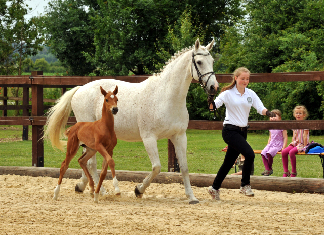 Trakehner Stutfohlen von Elfado u.d. Auryn  v. Bazarr - Foto Beate Langels