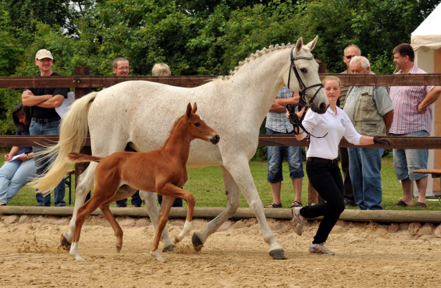 Trakehner Stutfohlen von Elfado u.d. Auryn  v. Bazarr - Foto Beate Langels