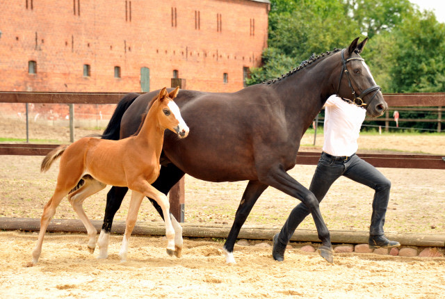 Trakehner Stutfohlen  von Saint Cyr u.d. Pr.u.StPrSt. Grace Note v. Alter Fritz - copyright Beate Langels, Trakehner 
Gestt Hmelschenburg