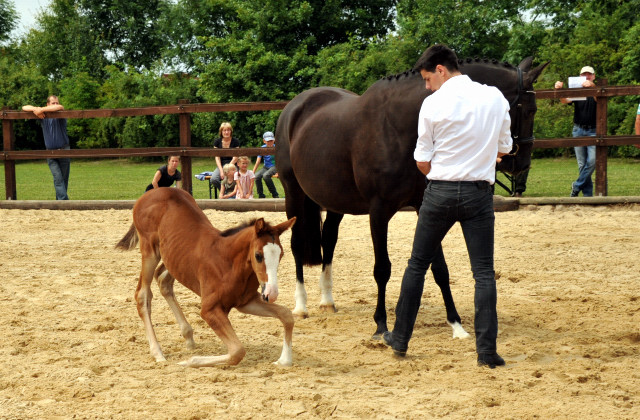 Trakehner Stutfohlen  von Saint Cyr u.d. Pr.u.StPrSt. Grace Note v. Alter Fritz - copyright Beate Langels, Trakehner 
Gestt Hmelschenburg