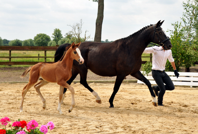 Trakehner Stutfohlen  von Saint Cyr u.d. Pr.u.StPrSt. Grace Note v. Alter Fritz - copyright Beate Langels, Trakehner 
Gestt Hmelschenburg