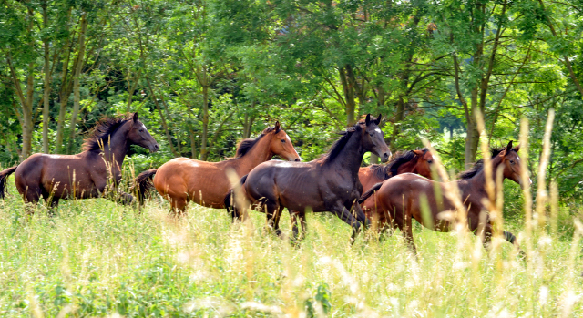 Hmelschenburg - 28. Juni 2015 - Foto Beate Langels - Gestt Hmelschenburg