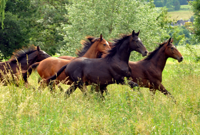 Hmelschenburg - 28. Juni 2015 - Foto Beate Langels - Gestt Hmelschenburg