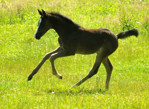 Trakehner Filly by Alter Fritz out of Giulietta by Saint Cyr - Red Patrick xx