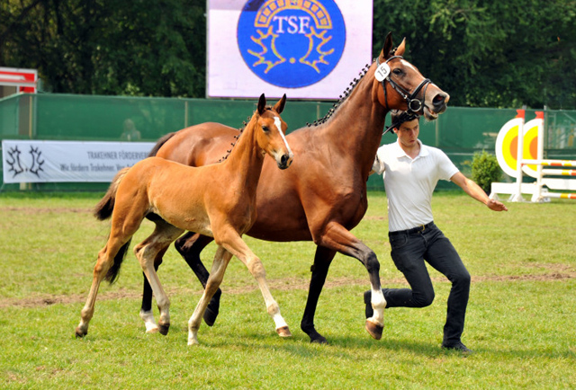 Stutfohlen  von Freudenfest u.d. Karalina v. Exclusiv - im Gestt Schplitz - Foto Beate Langels