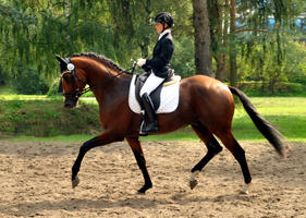 Trakehner Hengst High Motion von Saint Cyr x Summertime, Foto: Beate Langels - Gestt Hmelschenburg