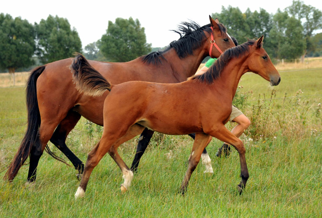 Kabriola - Trakehner Stutfohlen  von Freudenfest u.d. Karalina v. Exclusiv - copyright Beate Langels, Trakehner 
Gestt Hmelschenburg