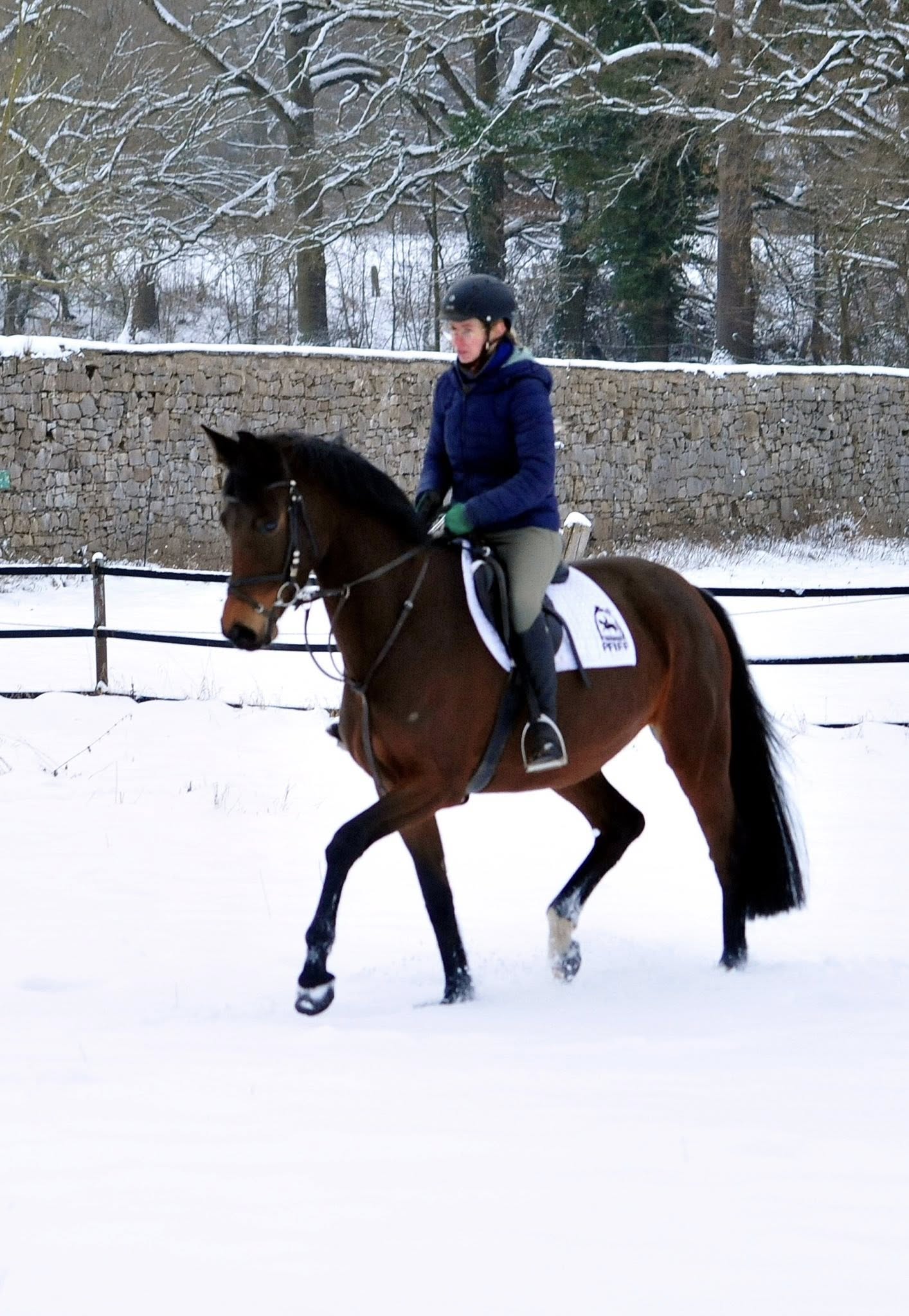 Stute v. Sch�pitzer u.d. Pr.St. Schwalbe's Beauty v. High Motion - Foto: Beate Langels