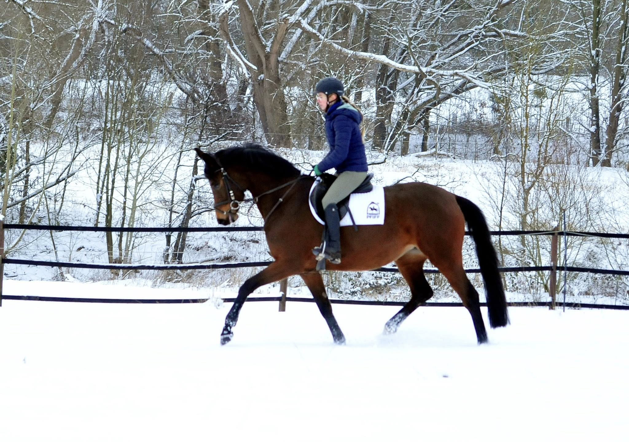 Stute v. Sch�pitzer u.d. Pr.St. Schwalbe's Beauty v. High Motion - Foto: Beate Langels