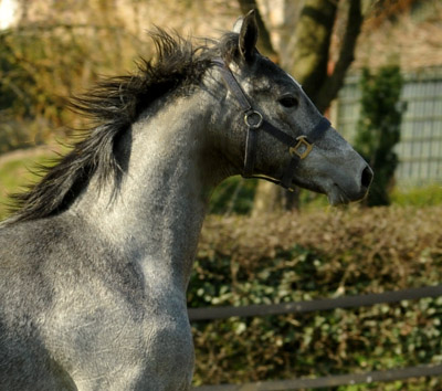 Hengst von Hofrat x Herzzauber, Foto: privat