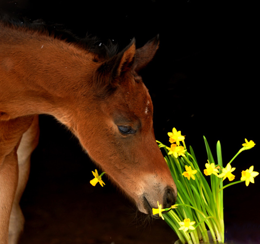 Stutfohlen von Oliver Twist u.d. Pr. u. StPrSt. Klassic v. Freudenfest u.d. Elitestute Kassuben v. Enrico Caruso - Gestt Hmelschenburg - Beate Langels