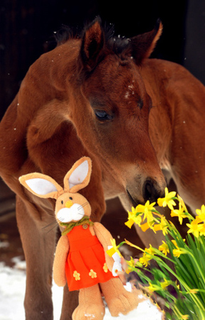 Stutfohlen von Oliver Twist u.d. Pr. u. StPrSt. Klassic v. Freudenfest u.d. Elitestute Kassuben v. Enrico Caruso - Gestt Hmelschenburg - Beate Langels