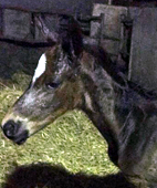 Hengstfohlen von High Motion u.d. ..., Foto: Kirchhoff - 
Gestüt Hämelschenburg