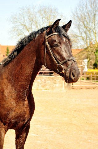 Habanero v. Marseille - Foto: Beate Langels - Trakehner Gestt Hmelschenburg