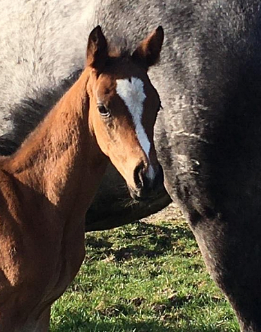 Stutfohlen von High Motion x Silvermoon x Heraldik xx
 - Foto: Lninghner - Gestt Hmelschenburg