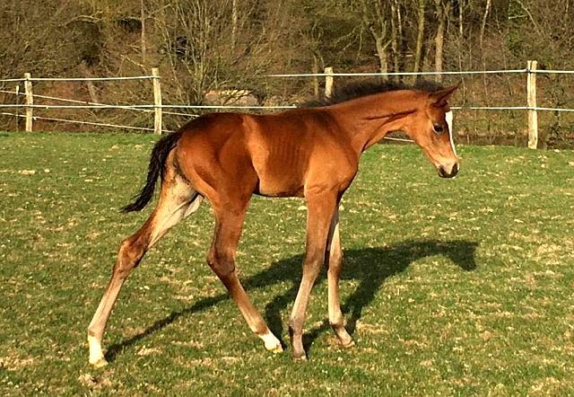 Stutfohlen von High Motion x Silvermoon x Heraldik xx
 - Foto: Lninghner - Gestt Hmelschenburg