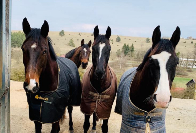 Der 6jhrige Grand Cyr   im Trakehner Gestt Hmelschenburg - Foto: privat