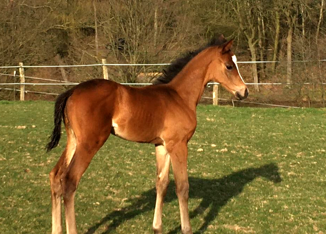 Stutfohlen von High Motion x Silvermoon x Heraldik xx
 - Foto: Lninghner - Gestt Hmelschenburg