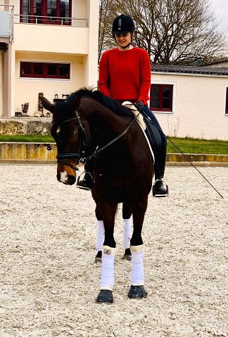 Der 6jhrige Grand Cyr   im Trakehner Gestt Hmelschenburg - Foto: privat