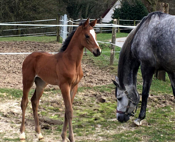 Stutfohlen von High Motion x Silvermoon x Heraldik xx
 - Foto: Lninghner - Gestt Hmelschenburg