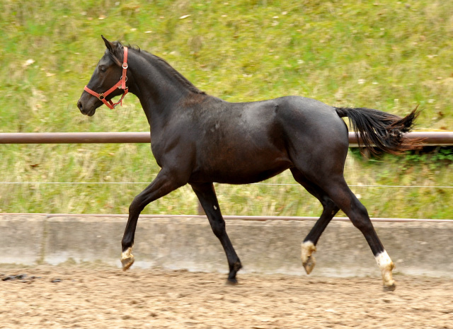 Trakehner Rapphengst von Saint Cyr u.d. Rubina v. Tycoon - Foto: Beate Langels - Trakehner Gestt Hmelschenburg