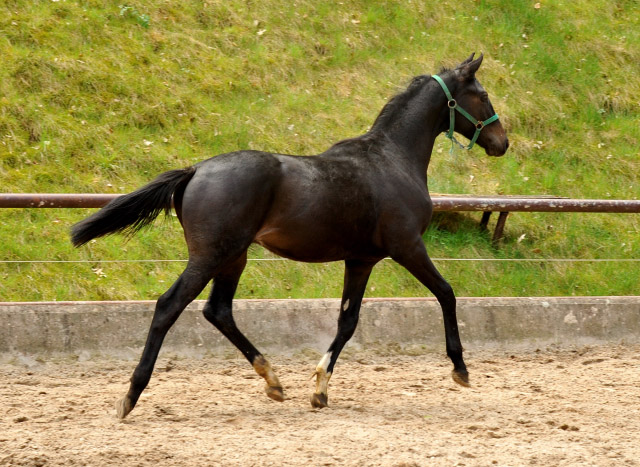 Jhrlingshengst von Ruffian Reef xx x Key West - Trakehner Gestt Hmelschenburg - Foto: Beate Langels