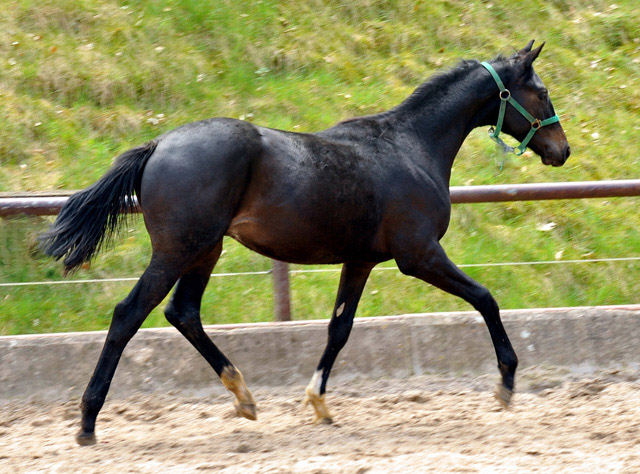 Jhrlingshengst von Ruffian Reef xx x Key West - Trakehner Gestt Hmelschenburg - Foto: Beate Langels